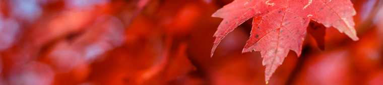 autumn
