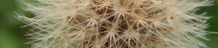 thistle
